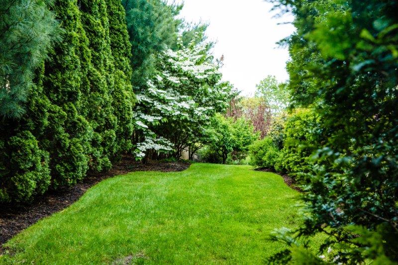 Lush, vibrant lawn in Massachusetts improved through professional overseeding treatment