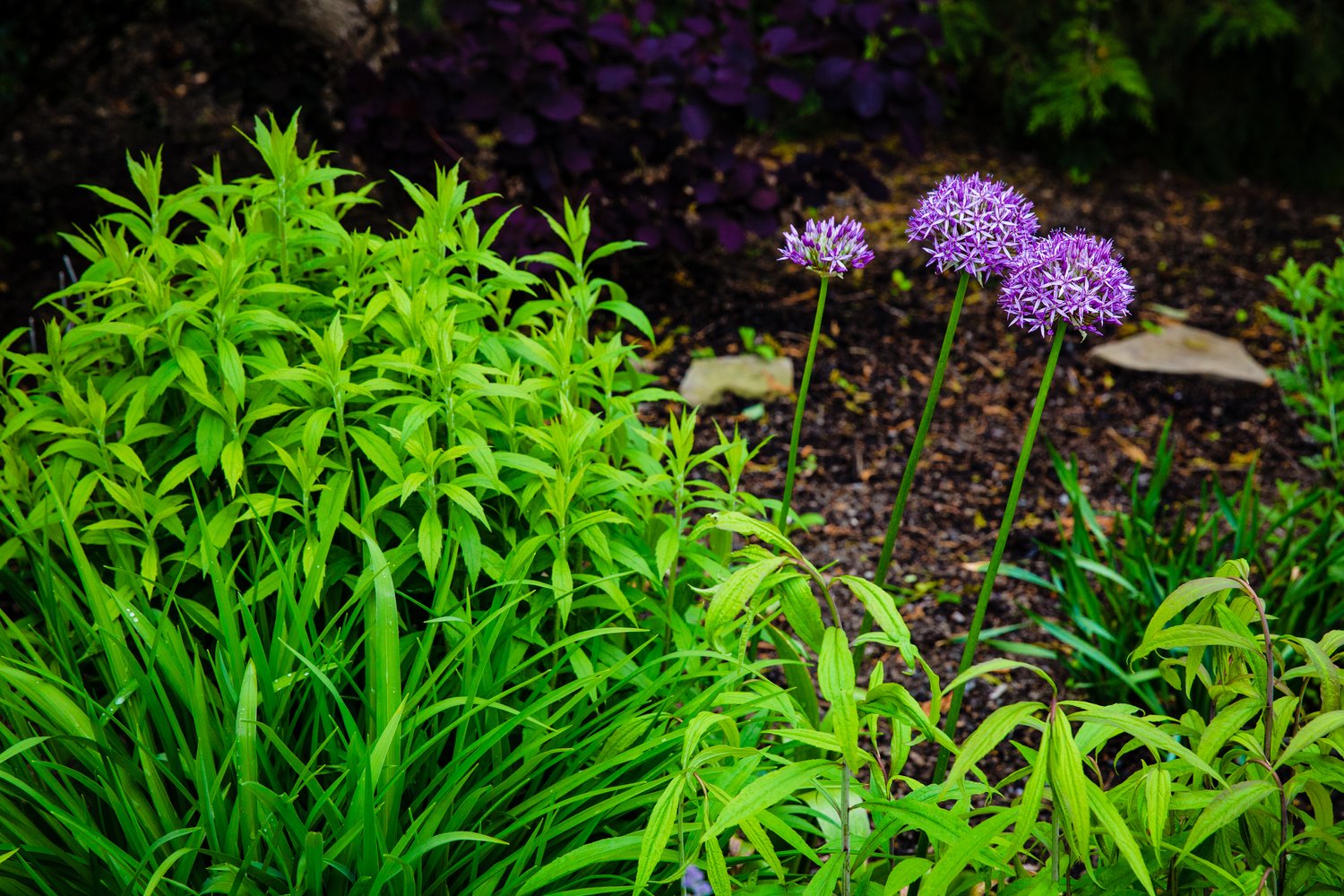 Close-up of lush grass and blooming flowers in a professionally cared-for yard