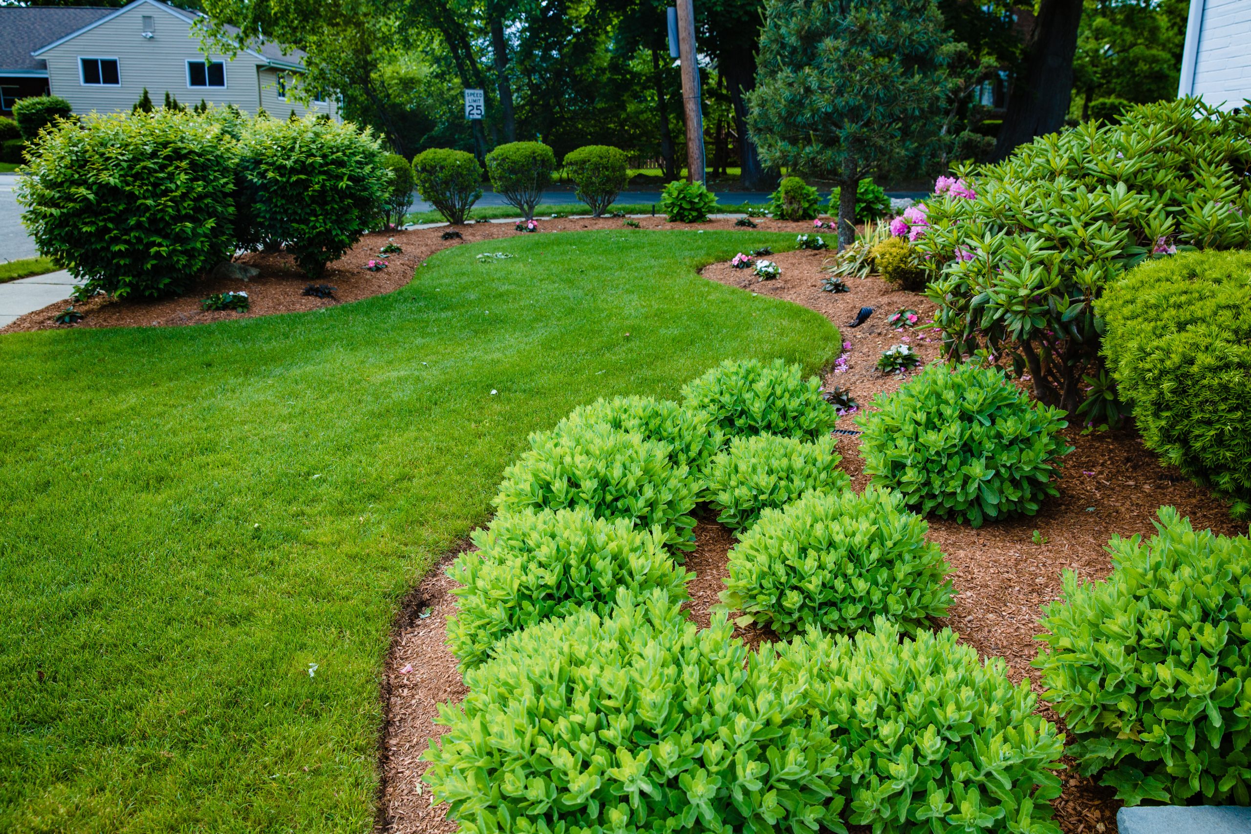 Close-up of a healthy green grass lawn after overseeding, showing thick, lush turf