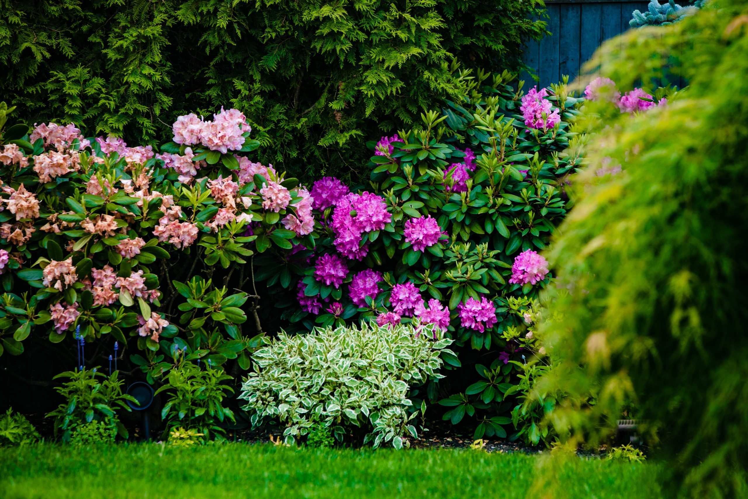 Lush green lawn, and flowering bushes maintained by an experienced Boston-area lawn care and tree service company.