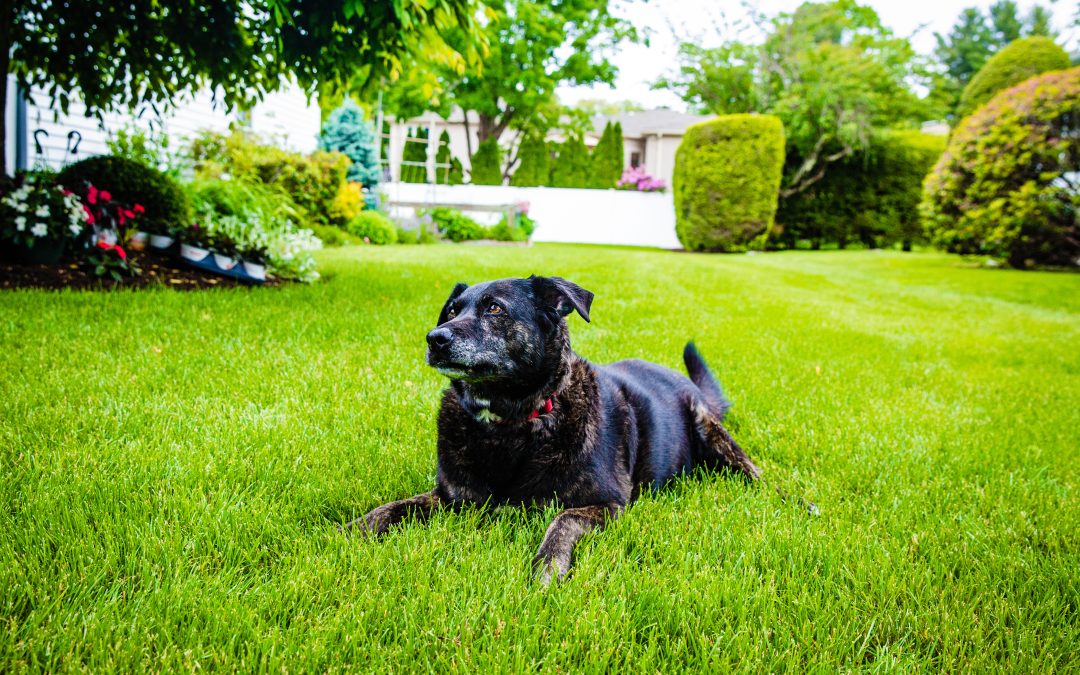 Dog sitting on a healthy green lawn in a backyard.