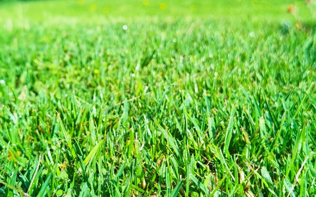 Early spring cool-season grass lawn in Massachusetts showing healthy green growth
