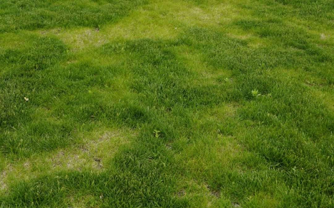 Yellowing grass lawn in Newton MA with patchy discoloration