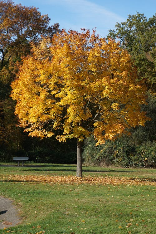 yellowing or discolored leaves