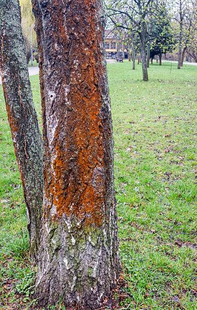 istockphoto-2270446412-612x612 Tree with fungal disease