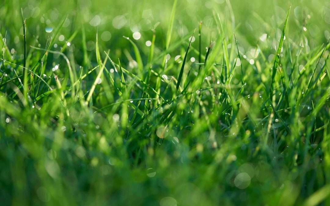 Close-up of green grass blades with water droplets after morning watering
