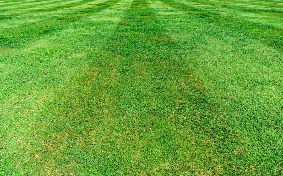 Best time to aerate and overseed a lawn in newton