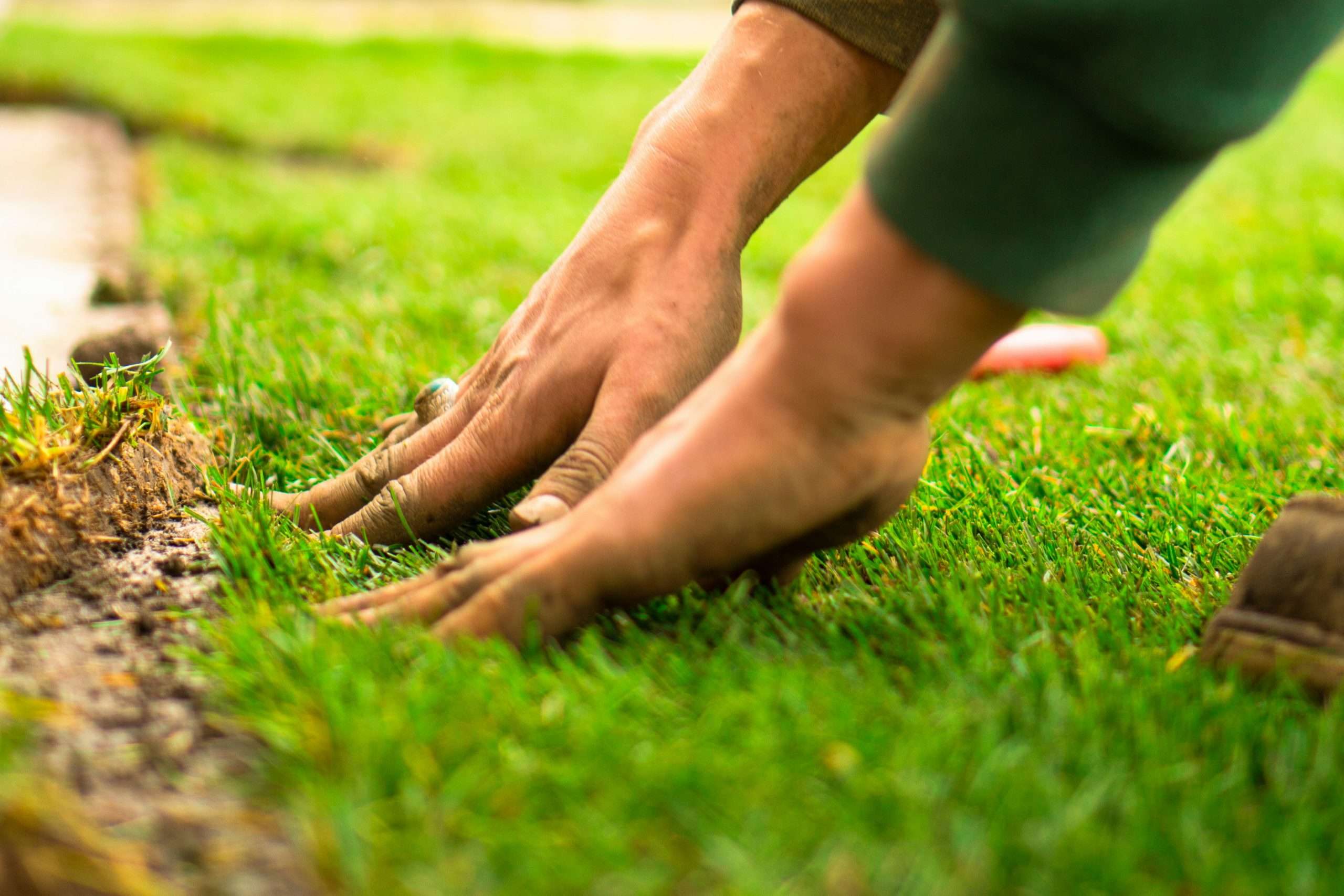 Tips for Selecting the right fertilizer for lawn