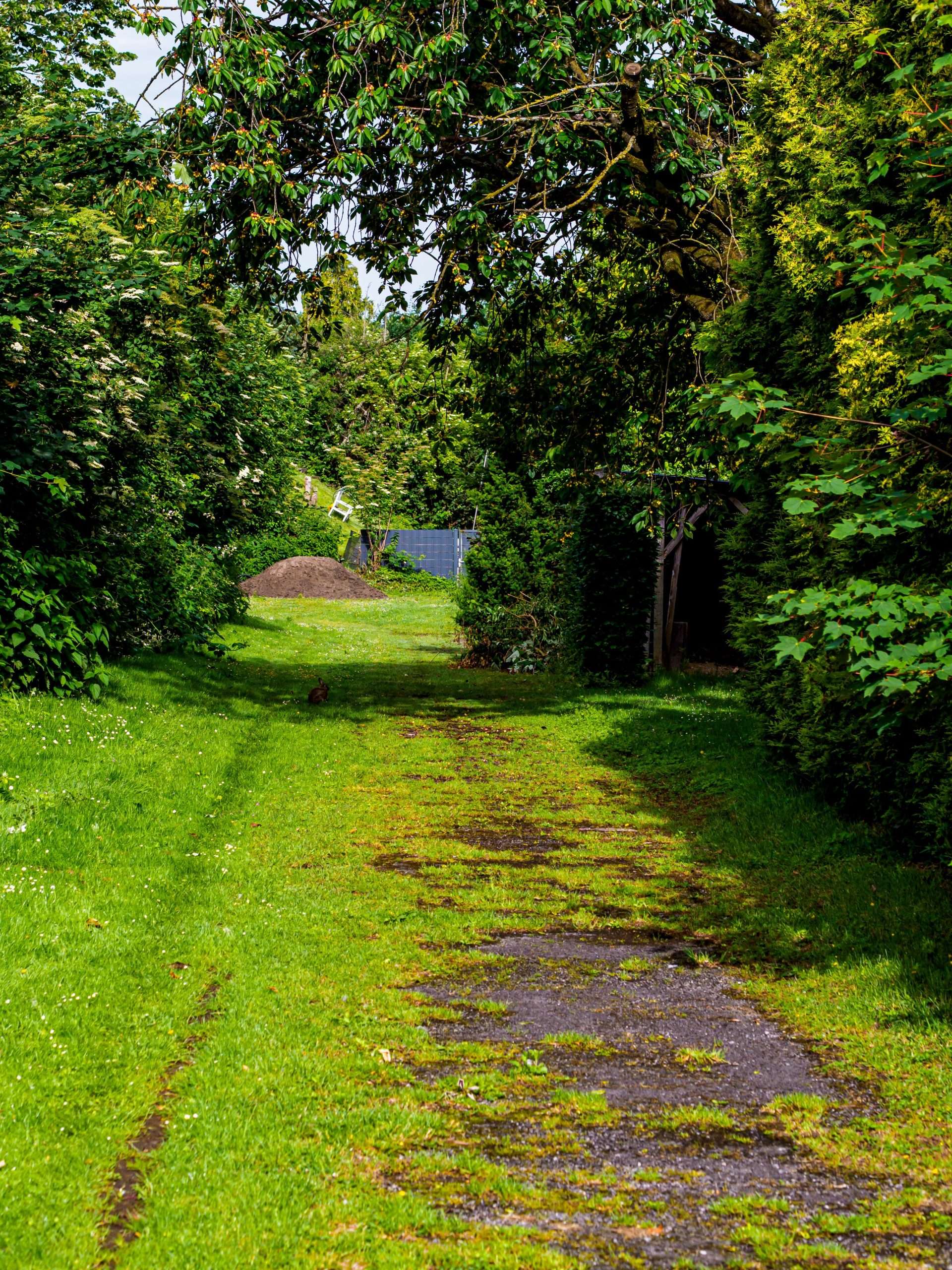 lawn weed removal services